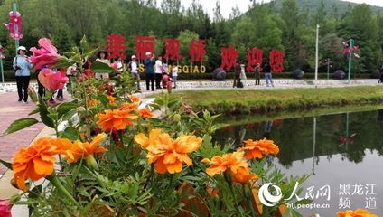 龙江森工绥阳林业局小木耳拉动大产业 年销售额5.6亿元【人民网2019-6-9】