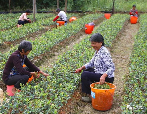 公示 漳平市留春油茶专业合作社成为全国示范社