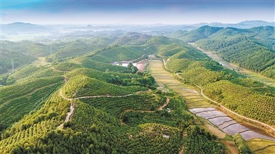 木本油料|油茶树变身致富林