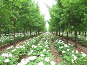 林业补助有哪些 林下食用菌 药材项目申报要求及栽培规范是什么