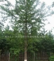供应银杏乡林业站,银杏树,银杏,白果树,实生树,直生树_农副产品_世界工厂网中国产品信息库