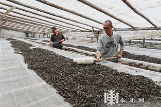 小木耳拉动大产业 绥阳林业局黑木耳采摘节开幕
