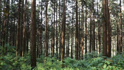 我县东风林场杉木育种基地入选首批国家林业和草原长期科研基地