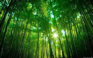 竹木产品更好满足对美好生活的向往 湖南林业培育四大 千亿产业 系列报道 三