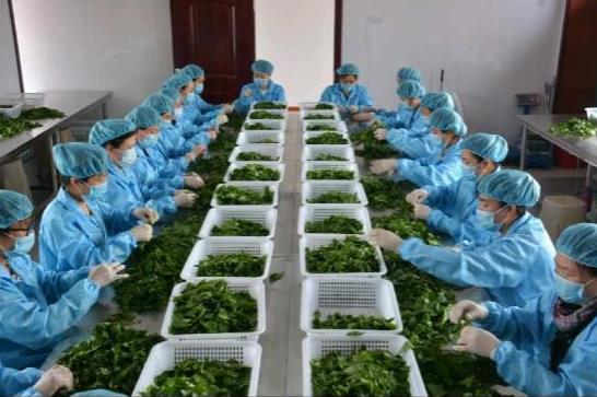 苇河林业局 青山脚下 采茶 忙