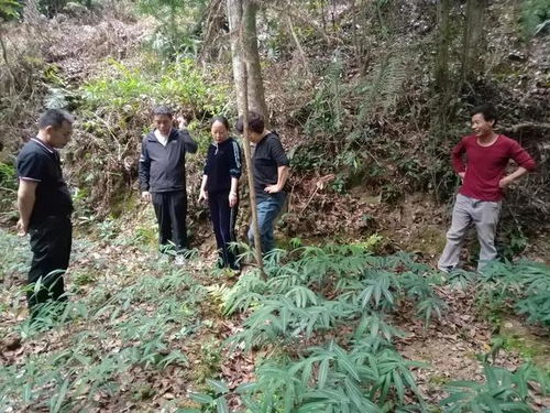林业科技特派员 现场 解难题 助推产业发展