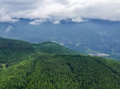 国家林草局驻福州专员办到武平开展林业行政执法专项调研