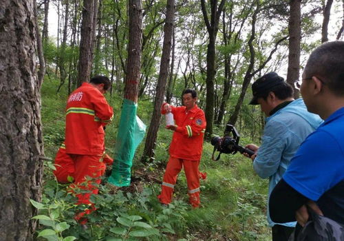 加快生态林业建设 扮靓美丽古豳大地