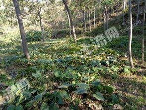 河南农林业用地转让,出租,流转,出售信息,承包价格 河南土流网