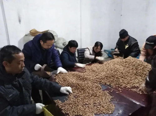 中国日报网 龙江森工集团 强化 选种育苗 助力生态龙江建设