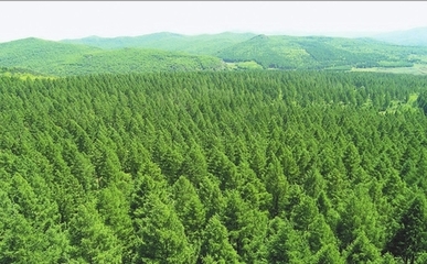 林口林业局56年缔造无林到有林荒山变绿海传奇 造一座青山 赢一座“金山”