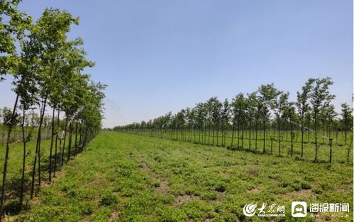 昌邑市沿海林业生态修复项目被认定为省级林业生态修复保护工程