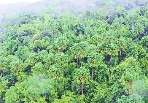 林业碳汇 云南从青山到 金山 的变现实践