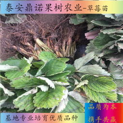 新闻 太仆寺旗甜查理草莓苗 厂家