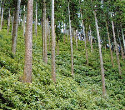 栃木县农林业