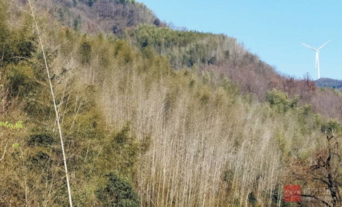这片竹林枯死,林业专家说出原因