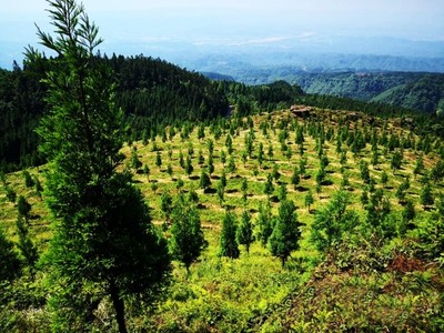 洪雅:科学规划 将生态优势转化为产业动能