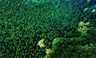湖南提升基层林业科技推广能力
